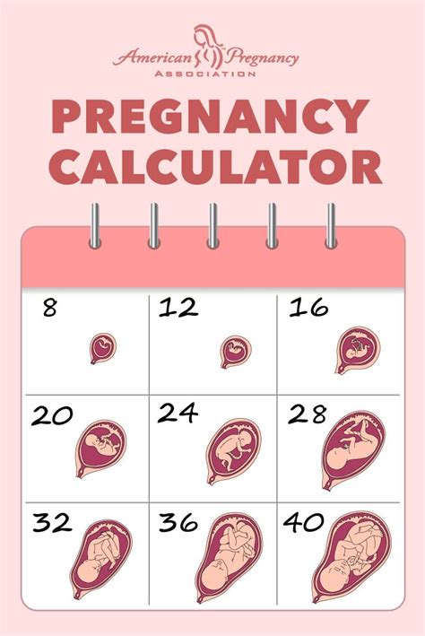 Model Calcul Prenatal